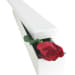 Single Elegant Rose Box - Standard