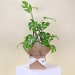 Gift Boxed Monstera Plant - Standard