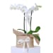 Indulgent Orchids - Standard