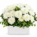 🤍 Chrysanthemum Charm Arrangement 🤍 - Standard