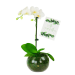 Sympathy Orchid Plant - Standard