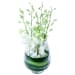 Elegant Orchid Vase Arrangement - Standard