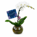 🤍🕊️ Peaceful Memories Orchid 🕊️🤍 - Standard