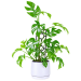 Monstera Plant In Ceramic Pot - Standard