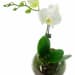 White Orchid Fishbowl - Standard