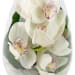Beauty Beheld Cymbidium Orchid Vase - Standard