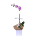 Phalaenopsis Orchid Gift Boxed Plant - Standard