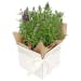 Boxed Lavender Plant - Standard