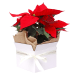 Gift Boxed Poinsettia  - Standard