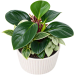 Indoor Garden Delight - Standard