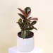 Ceramic Ruby Ficus - Standard