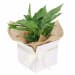 Mini Peace Lily - Standard