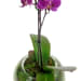 Pink Orchid Fishbowl - Standard