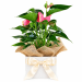 Anthurium Plant - Standard