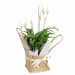 Peace Lily In Hessian Bag - Standard