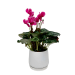 Classic Charm Cyclamen - Standard