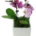 Exotic Drama Orchids - Standard