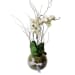 Be Bold Orchid Plants In Glass Fish Bowl - Standard
