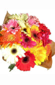 Gerberas
