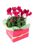 Medium Cyclamen Boxed