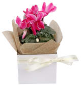 Gift Boxed Cyclamen Plant