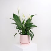 Peace Lily In Ceramic Pot 