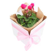 Cyclamen Plant 