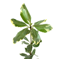1 x  Pitttosporum