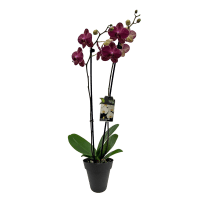 1 x Purple Potted Phalaenopsis Plant