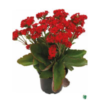 1 x Red Potted Kalanchoe Plant