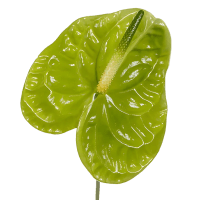1 x Green Anthuriums