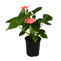 1 x Pink Potted Anthurium Plant