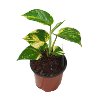 1 x  Potted Devils Ivy