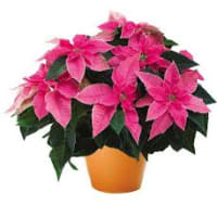 1 x Pink Potted Poinsettia Plant