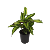 1 x  Potted Calathea Beauty Star Plant