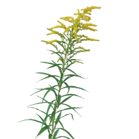 1 x  Golden Rod