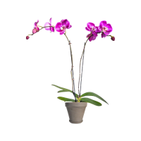 1 x Purple Potted Large Phalaenopsis Orchid Plant