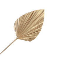 1 x Gold Preserved Dried Heart Palm