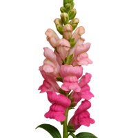 1 x Pink Snapdragons