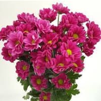 1 x Hot Pink Chrysanthemums