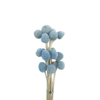 3 x Blue Billy Buttons