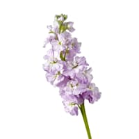 5 x Lilac Stock