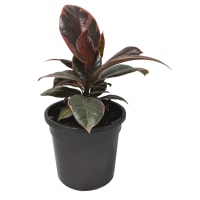 1 x  Potted Ficus Elastica Ruby