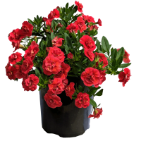 1 x  Calib S/B Double Ruby Potted Plant