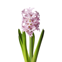 3 x Pale Pink Hyacinths