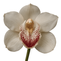 5 x White Cymbidium Flower