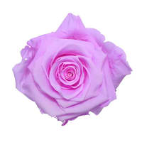 1 x Baby Lily Preserved Rose Splendid