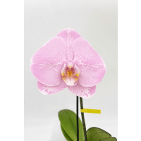 6 x Pale Pink Phalaenopsis Single Bloom