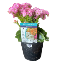 1 x Pink Potted Kalanchoe Plant