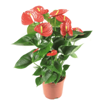 1 x  Potted Anthurium Plant
